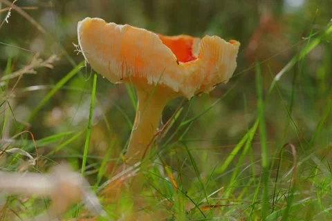 Early autumn forest and the fly agaric Amanita muscaria Stock Footage 345980705