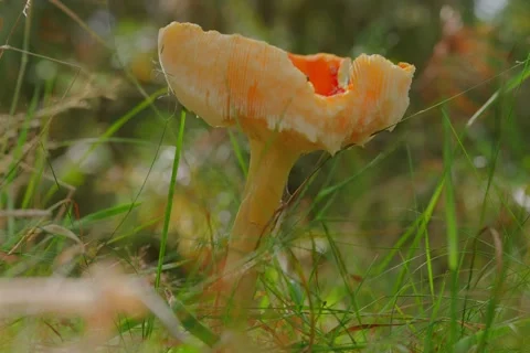 Early autumn forest and the fly agaric Amanita muscaria Stock Footage 345980721