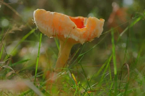 Early autumn forest and the fly agaric Amanita muscaria Stock Footage 345980746