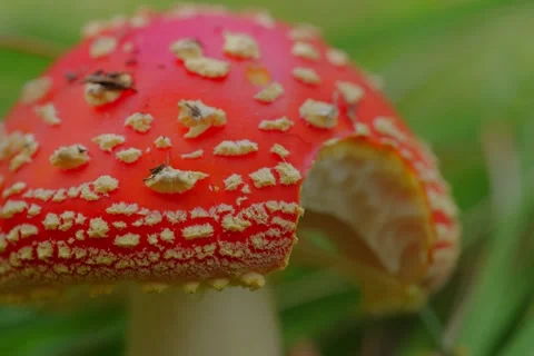 Early autumn forest and the fly agaric Amanita muscaria Stock Footage 345980762