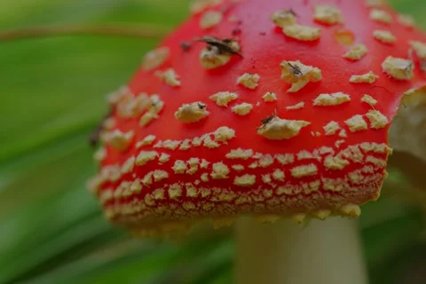 Early autumn forest and the fly agaric Amanita muscaria Stock Footage 345980796