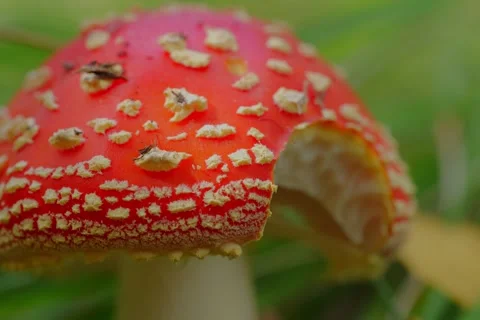 Early autumn forest and the fly agaric Amanita muscaria Stock Footage 345980798