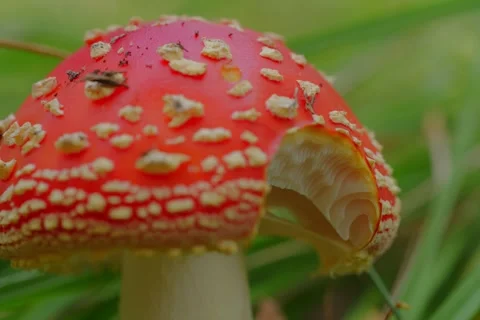 Early autumn forest and the fly agaric Amanita muscaria Stock Footage 345980799