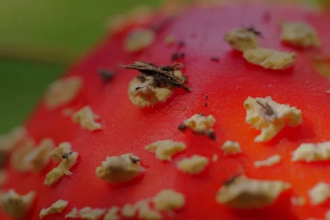 Early autumn forest and the fly agaric Amanita muscaria Stock Footage 345980823