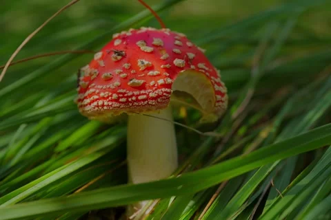Early autumn forest and the fly agaric Amanita muscaria Stock Footage 345980845