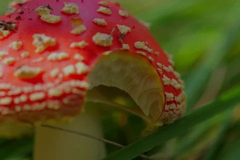Early autumn forest and the fly agaric Amanita muscaria Stock Footage 345980846