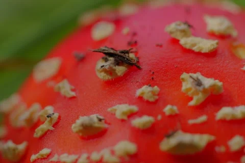 Early autumn forest and the fly agaric Amanita muscaria Stock Footage 345980856