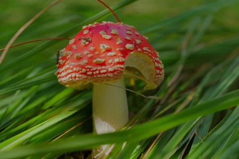 Early autumn forest and the fly agaric Amanita muscaria Stock Footage 345980889