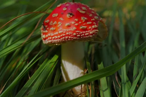 Early autumn forest and the fly agaric Amanita muscaria Stock Footage 345980894