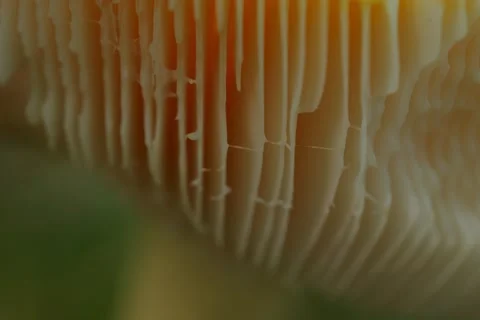Early autumn forest and the fly agaric Amanita muscaria Stock Footage 345981369