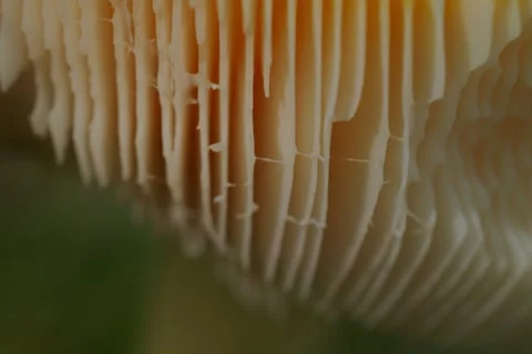 Early autumn forest and the fly agaric Amanita muscaria Stock Footage 345981423