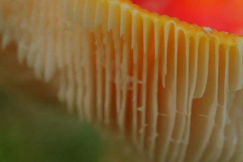 Early autumn forest and the fly agaric Amanita muscaria Stock Footage 345982017