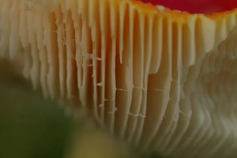 Early autumn forest and the fly agaric Amanita muscaria Stock Footage 345982076