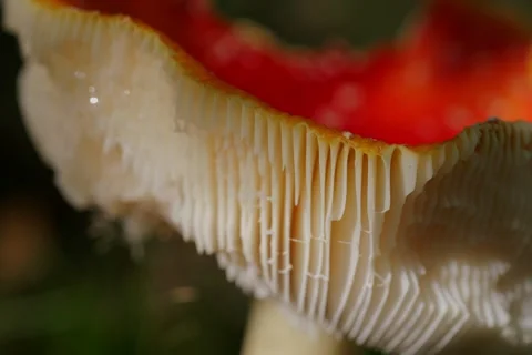 Early autumn forest and the fly agaric Amanita muscaria Stock Footage 345982139