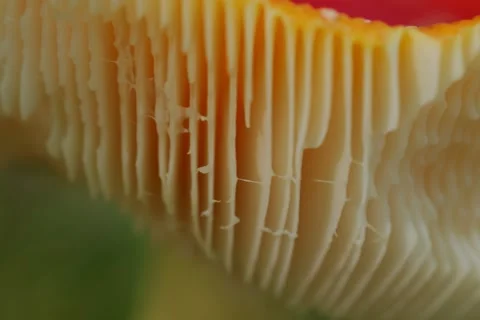 Early autumn forest and the fly agaric Amanita muscaria Stock Footage 345982166