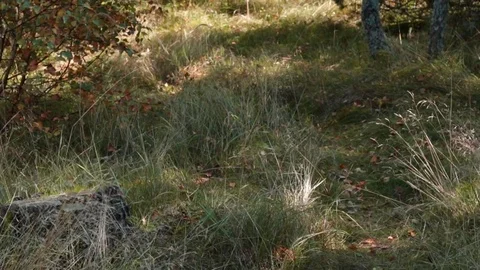 Early autumn in the forest Video stock 84771493