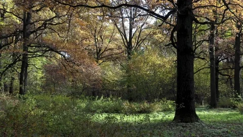 Early autumn in the forest Stock Footage 163373184