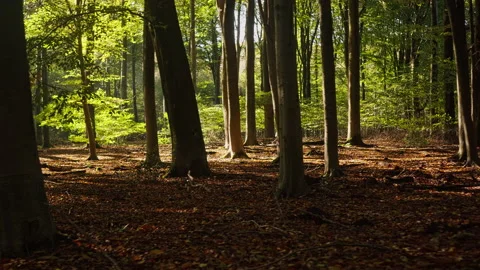 Early Autumn in a forest Stock Footage 209153466