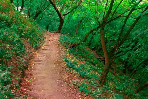 Early Autumn forest with path between trees and fallen leaves on the path Foto stock