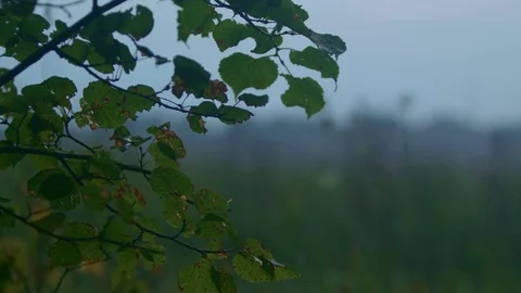 Early autumn leafs, 4K Stock Footage 80192884