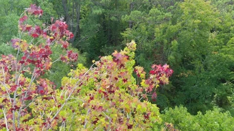 Early Autumn Leaves Close-Up | Tree Beginning to Show Fall Colors Stock Footage 316983422