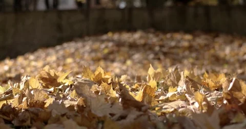 Early Autumn Park Background With Fallen Golden Tree Leaves on Ground Vídeo Stock 71791593