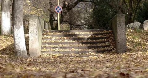Early Autumn Park Background With Fallen Golden Tree Leaves on Ground Stock Footage 71982102
