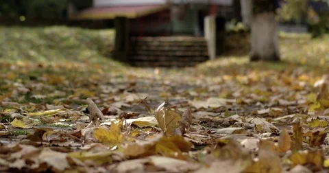 Early Autumn Park Background With Fallen Golden Tree Leaves on Ground 库存影片 71982136