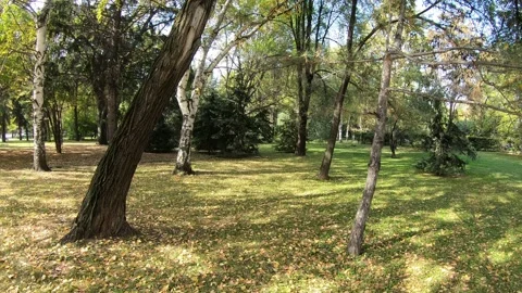 Early autumn in the Park Stock Footage 133138681
