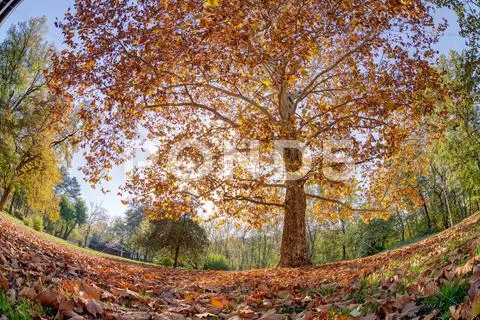 Early autumn in the park Stock Photos