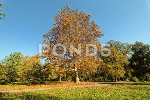 Early autumn in the park Stock Photos