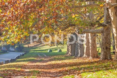 Early autumn in the park Stock Photos