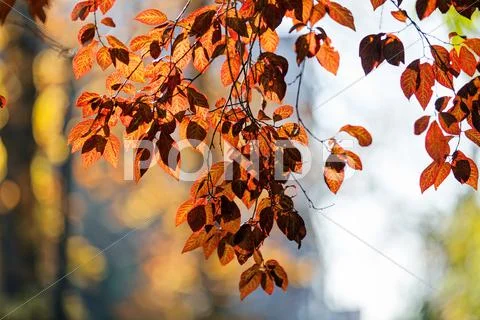 Early autumn in the park Stock Photos