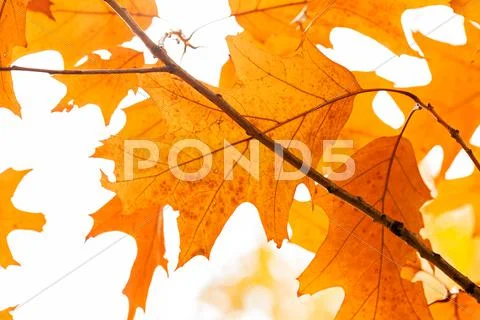 Early autumn in the park Stock Photos