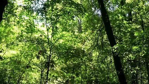 The early autumn sun in the forest. Video stock 80708662