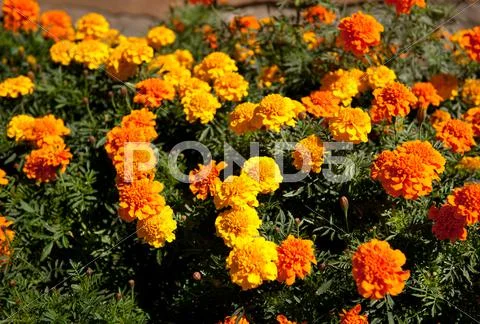 Early autumn yellow orange tagetes flowers Stock Photos