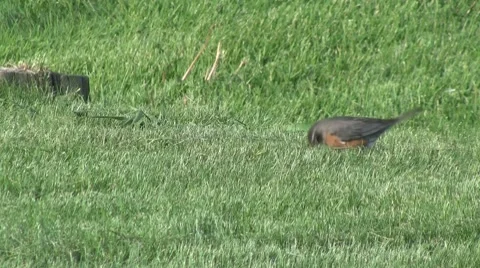 The Early Bird Catches the Worm Stock Footage 8668928