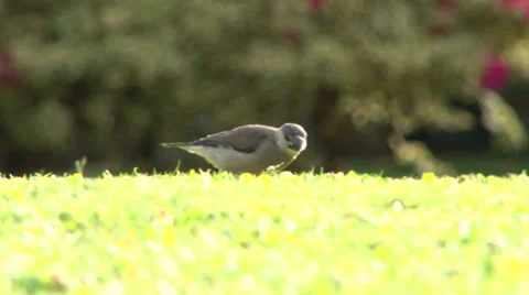 Early Bird Getting the Worm 1 Stock Footage 38050146