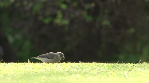 Early Bird Getting the Worm 2 Stock Footage 38050220