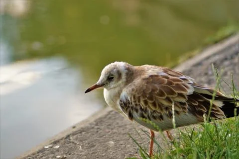 Early bird Stock Photos