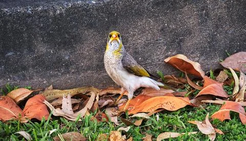 The Early Bird Stock Photos