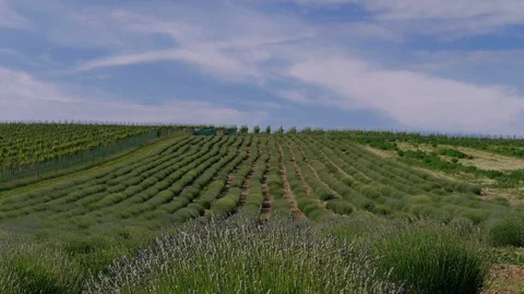Early bloom of growing lavender in rows on field, blue sky Stock Footage 109502819