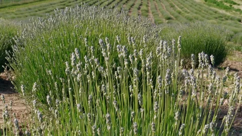 Early bloom lavender in rows with growing flowers on field Stock Footage 109501323