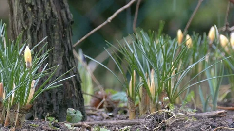 Early bloomers while it is snowing Stock Footage 86652882