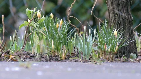 Early bloomers while it is snowing Stockbeeldmateriaal 86653577