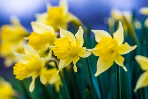 Early Blooming Daffodils Stock Photos