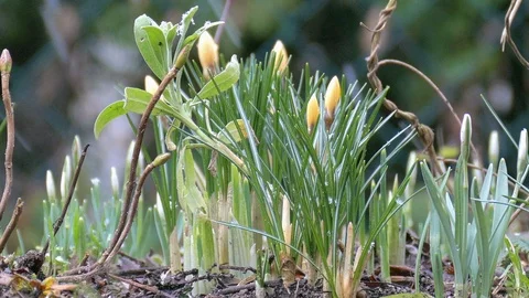 Early blooming flowers Stockbeeldmateriaal 86652695
