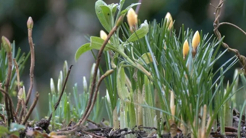 Early blooming flowers in spring Stock Footage 86653840