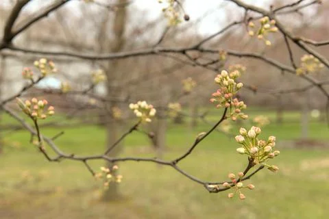 Early Buds Stockfoto's