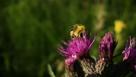 Early bumblebee - Bombus pratorum Stock Footage 225476200